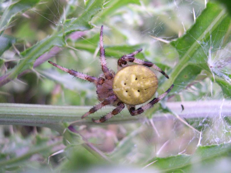 Araneus diadematus  e  Araneus quadratus